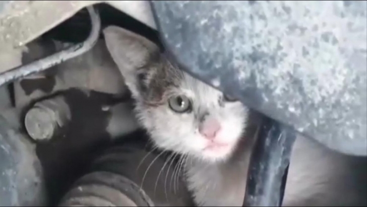 İtfaiye Ve Öğrencilerden Kedi Kurtarma Operasyonu