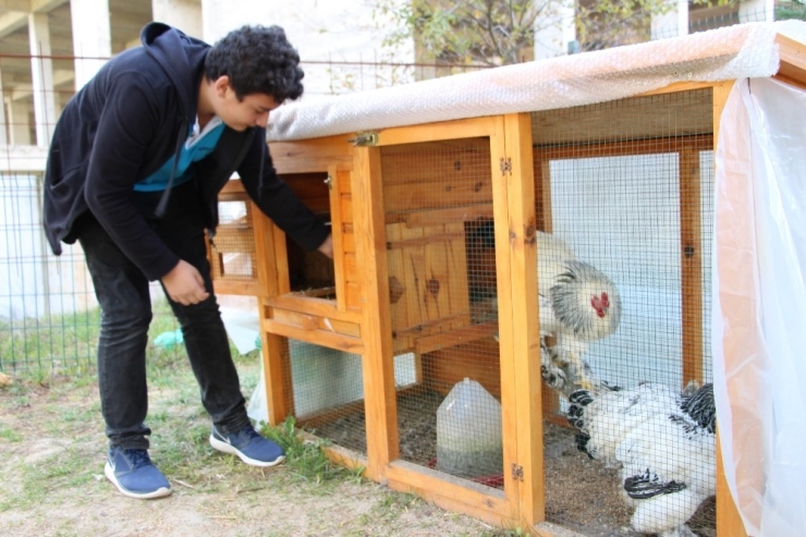 Liseyi Tavuklarıyla Okuyor