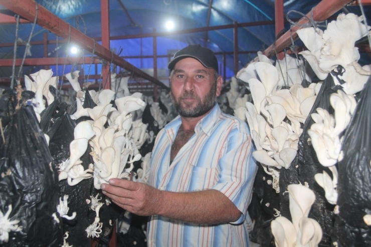 Genç Çiftçi Projesiyle Üretilen Mantarlar Gelir Kapısı Oldu