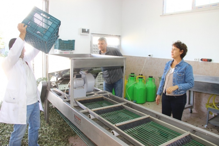 Emekli Çift Zeytin Yağı Üretmek İçin Üniversite Okuyor