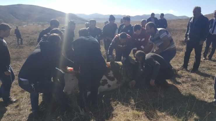 Yonca Tarlasına Giren 250 Büyükbaş Hayvan Zehirlendi