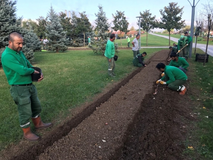 Kocaeli Körfezi 1 Milyon Lale İle Renklenecek