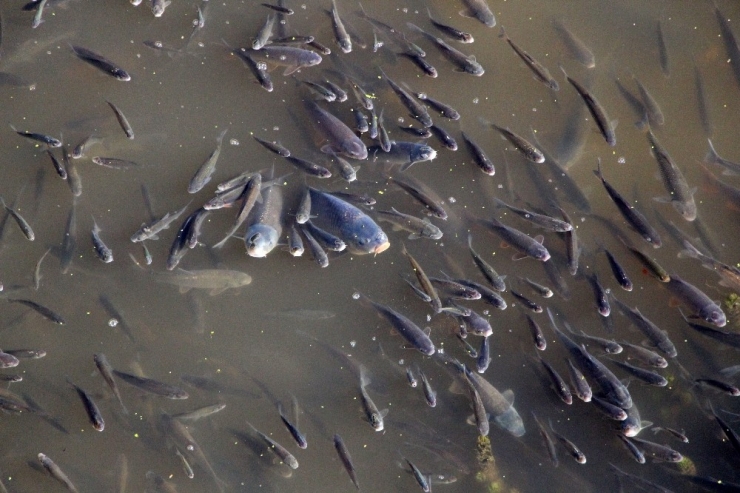 Yeşilırmak’ta Çırpınan Balıkları Endişeyle İzlediler