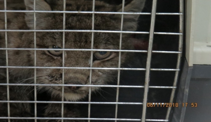 Erzincan’da Ki Yaralı Vaşak Tedavi Altına Alındı