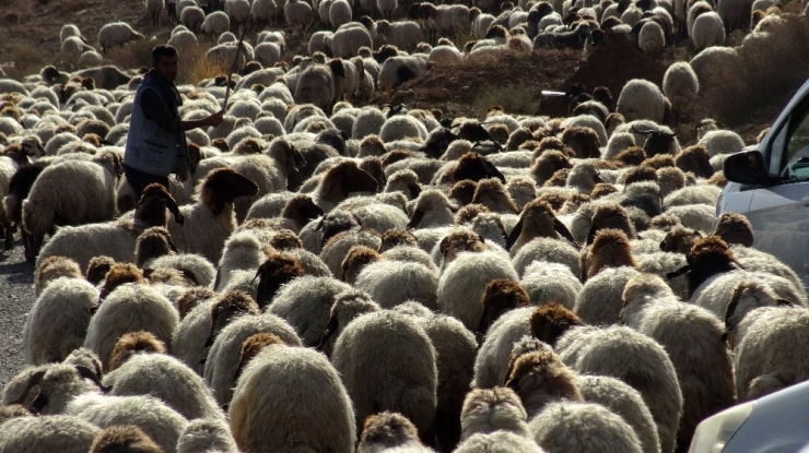 Göçerlerin Zorlu Dönüş Yolculuğu Başladı