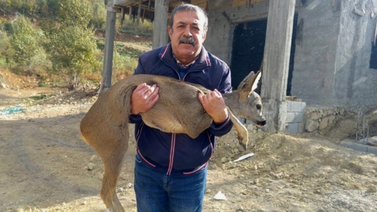 Amanos Dağları’nda Köpeklerin Kovaladığı Karaca Gazeteciye Sığındı