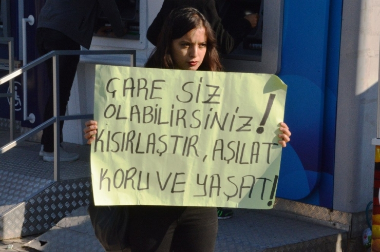 Hayvan Severler, Sokak Hayvanları İçin Bir Araya Geldi