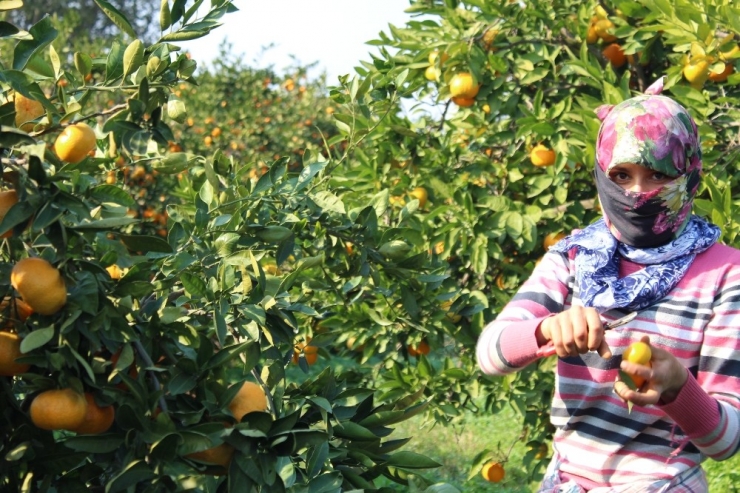 Seferihisar’da ’Turuncu Altın’ Bereketi