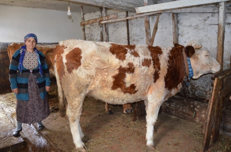 Tonya Süt Fabrikası’nın Kapanması En Çok Onları Etkiledi