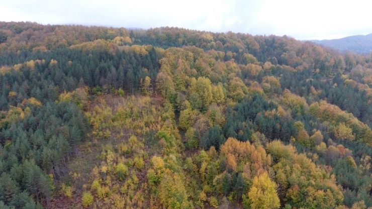 Sinop’ta Sonbaharda Renk Cümbüşü