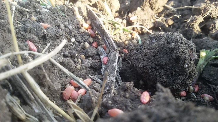 Buğdayda Kuraklık Sıkıntısı