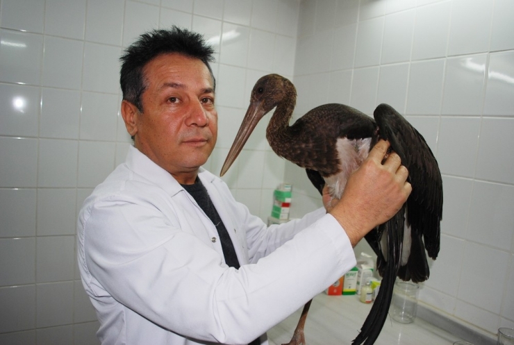 Manisa’da Yaralı Bulunan Kara Leylek Tedaviye Alındı