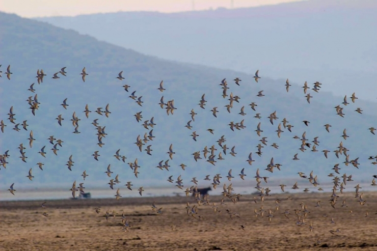 Serçin’in Yeni Ziyaretçileri Kuğular Oldu