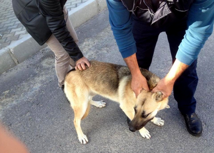 Çeşme’de Sokak Hayvanları Kısırlaştırılıyor