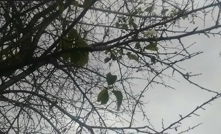 Erik Ağacı Çiçek Açıp Meyve Verdi