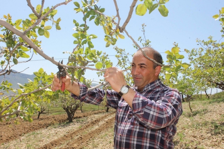 Siirtli Çiftçilere Budama Ve Gübreleme Eğitimi Verilecek