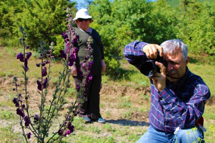 Amasya Bitki Örtüsü Zengini