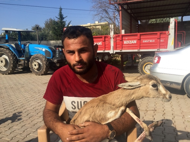 Çiftçi Yaralı Ceylan Buldu