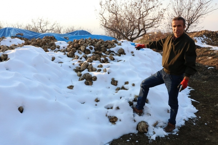 Kar Altında Kalan Şeker Pancarı Çürümeye Terk Edildi