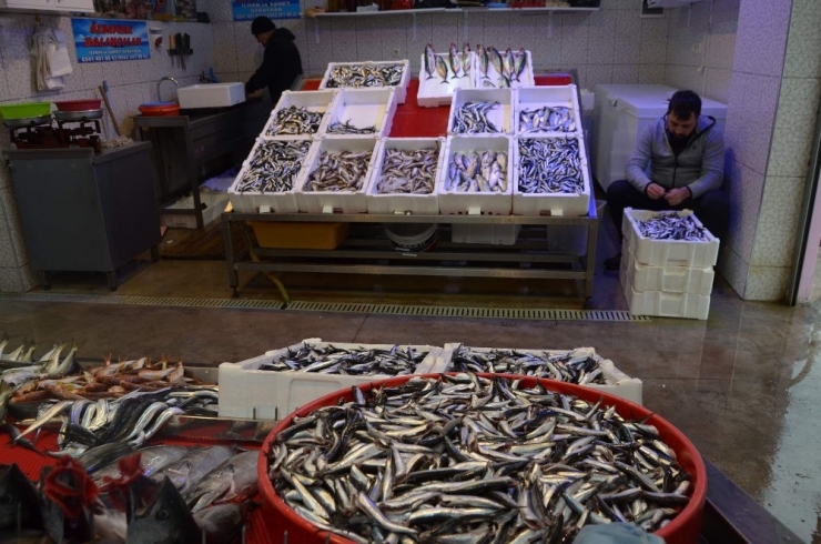 Hamsinin Fiyatı Borsa Gibi Bir İniyor Bir Çıkıyor