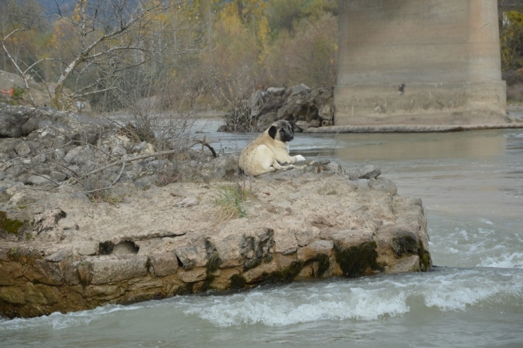 Nehrin Ortasında Mahsur Kalan Köpek, Kurtarma Ekiplerine Zor Anlar Yaşattı