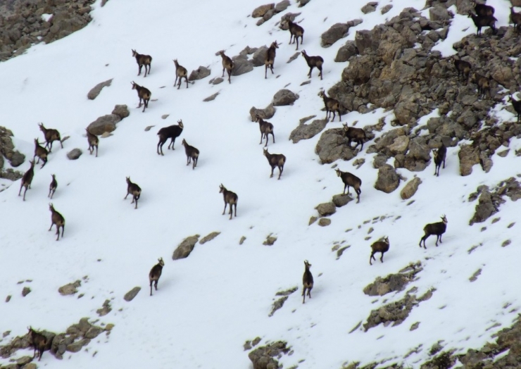 Tunceli’de ’Şamua’lar Sürü Halinde Görüntülendi