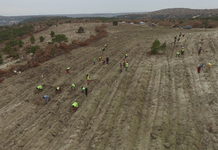 Fidan Dikim Sahalarında Kontrol