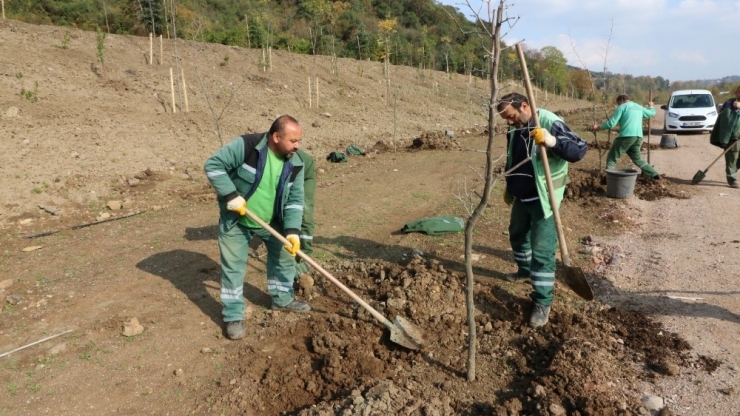Umuttepe Kampüsü Yeşilleniyor