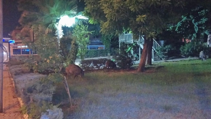 Domuz Sürüsü Şehre İndi