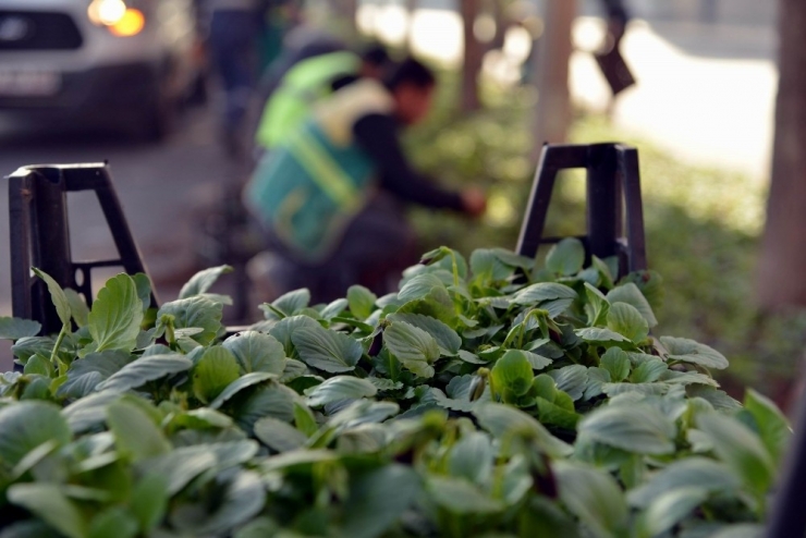 Büyükşehir Belediyesi 2 Milyon Kışlık Çiçek Dikecek