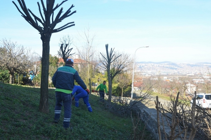 Başiskele’de Ağaçlar Kışa Hazır