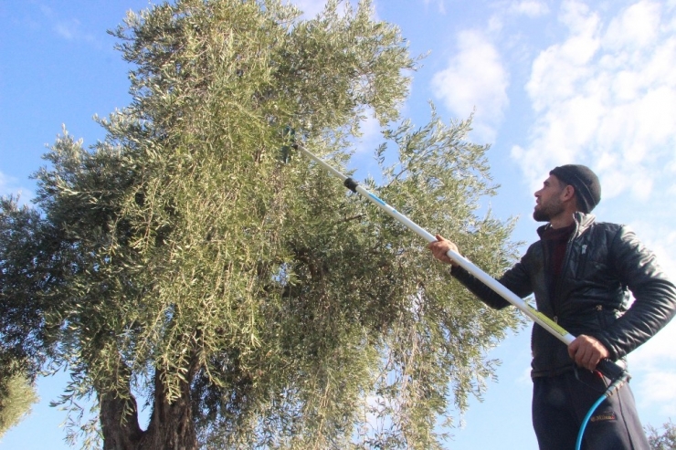 Antep Fıstığı Ve Zeytin Üreticilerine Hastalık Uyarısı