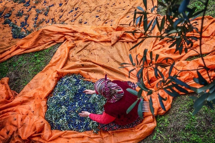 Marmarabirlik İznik Kooperatifi’nden Açıklama