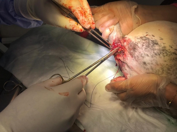 Bir Günlük Buzağıya Anüs Deliği