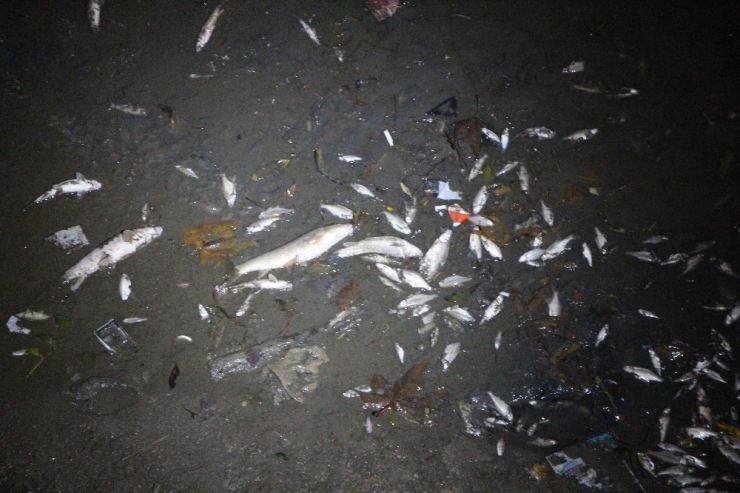 Balıklar Kıyıya Vurdu, Polis ‘Zehirli Olabilir’ Diye Uyardı