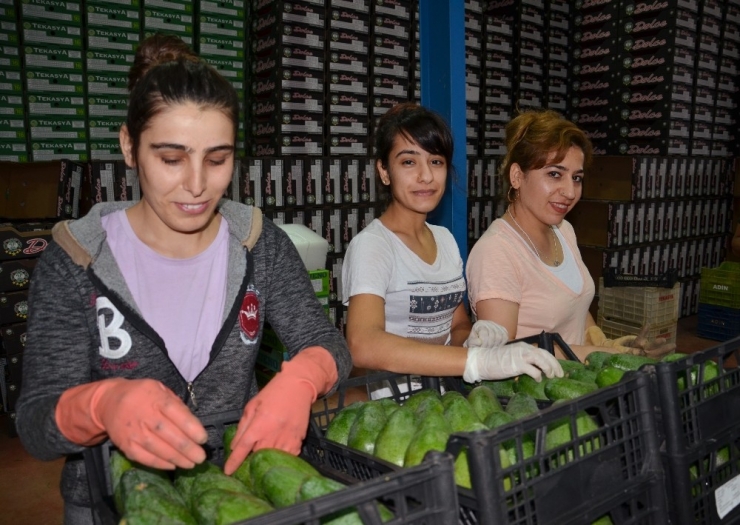 Avokadoda Romanya’ya İlk İhracat Yapıldı