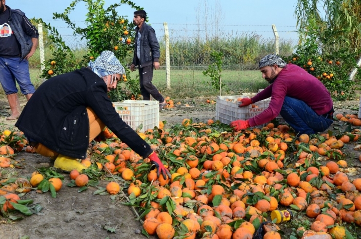 İhracatlık Mandalina Dalında Çürüyüp Döküldü