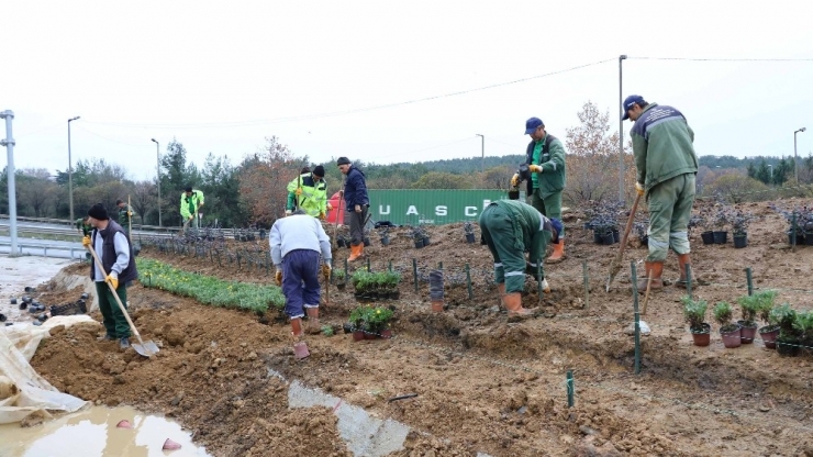 Çayırova Kavşağı Yeşilleniyor