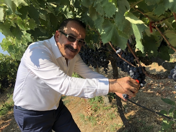 Türk Kiraz Ve Üzüm İhracatçılarının Son Rotası Güney Afrika