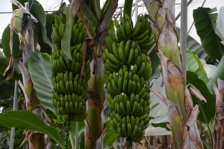 Muz Fiyatları Üreticisini Üzdü