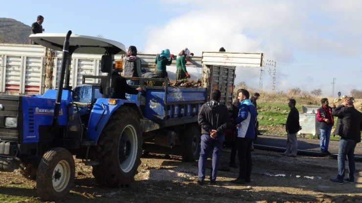 Gercüş’te 135 Bin Fıstık Fidanı Dağıtılacak