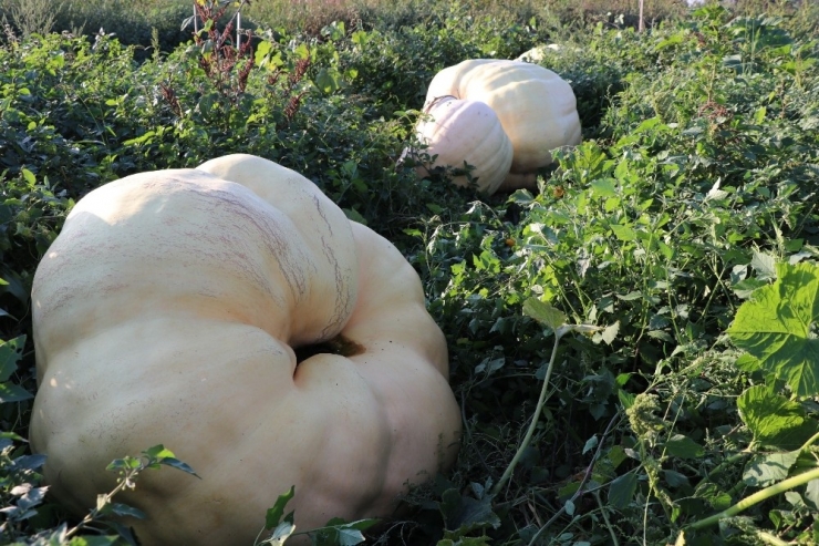 Düzce’de Geçen Yıl 7 Bin 561 Ton Bal Kabağı Üretildi