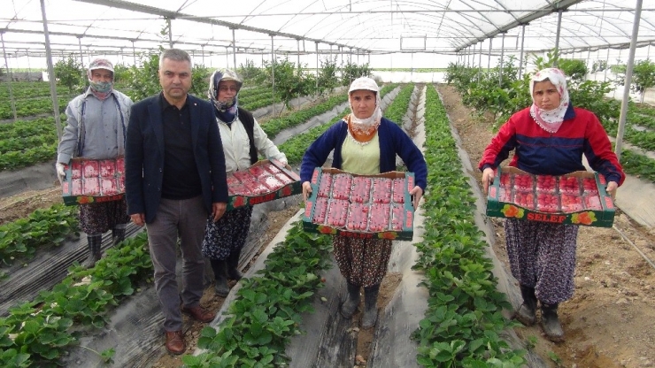 Silifke’de Kış Ortasında Çilek Hasadı