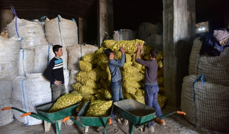 Ahlat’tan Irak’a Patates