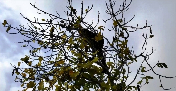 Ağaçta Mahsur Kalan Kumruyu Kurtarıp Korumaya Aldı