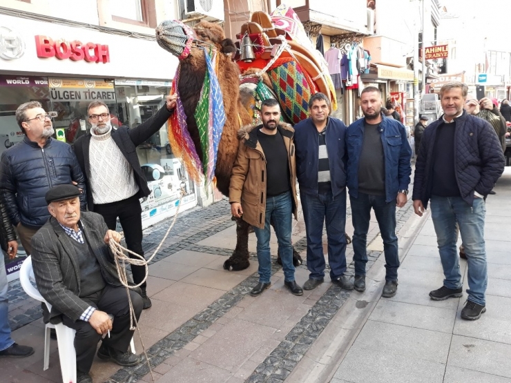 Ege Ve Marmara’nın En Güçlü Develeri Ayvalık’ta Yarışacak