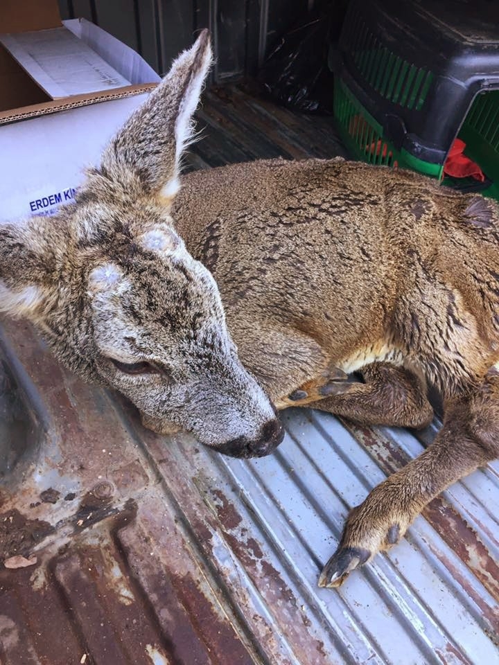 Trabzon’da Yaralı Halde Bulunan Karacalar Tedavi Altına Alındı