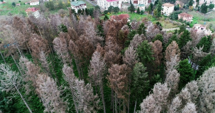 Atatürk Köşkü Ormanı’nı ‘12 Dişli’den Kurtarmak İçin Kuruyan Ağaçlar Kesilecek