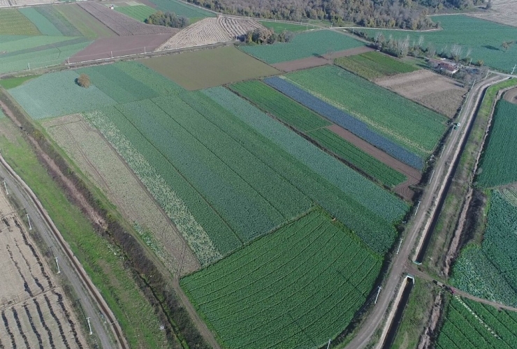 Mor Ve Beyaz Lahana Altın Yılını Yaşıyor