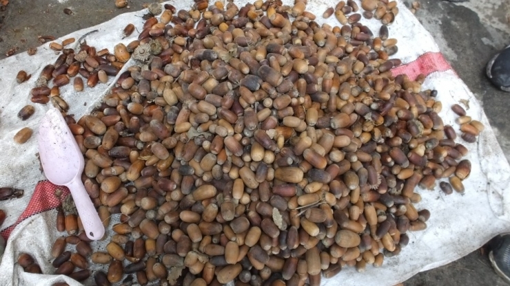 Burhaniye’de Liseli Gençler Meşe Fidanı Üretecek